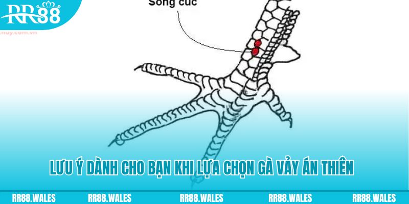 iwin xổ số khánh hòa